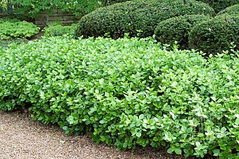 Euonymus Kiautschovicus Manhattan - View 2 from www redcrocus com
