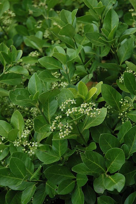 Euonymus Kiautschovicus Manhattan - View 4 from www redcrocus com