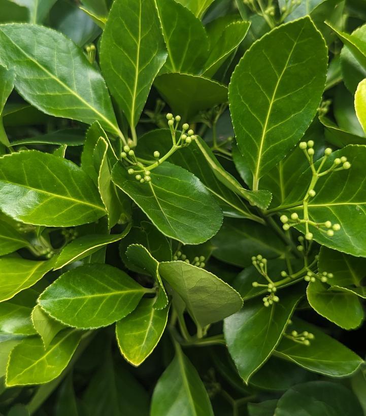 Euonymus Kiautschovicus Manhattan - View 5 from www redcrocus com