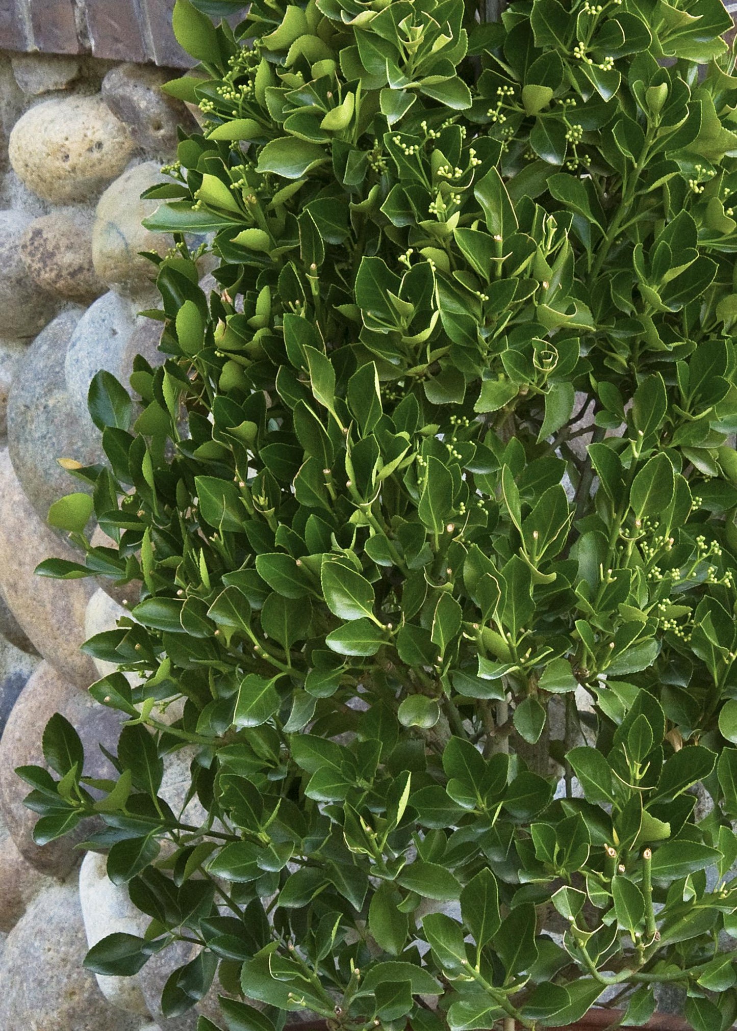 Euonymus Kiautschovicus Manhattan - View 8 from www redcrocus com