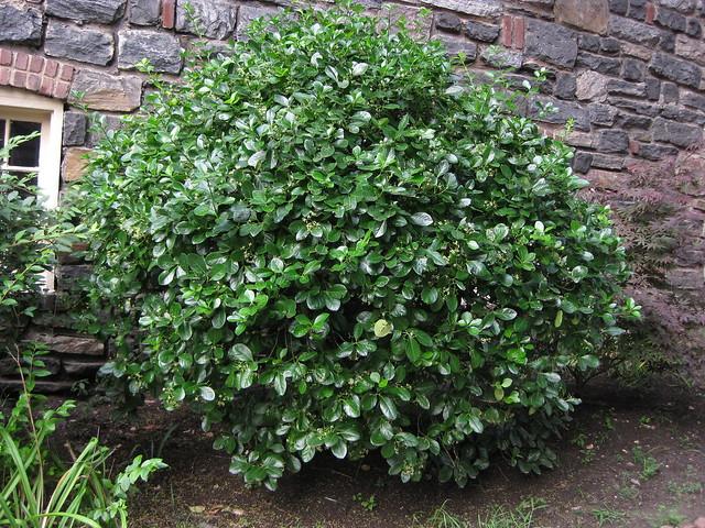 Euonymus Kiautschovicus 'manhattan' - View 13 from www redcrocus com