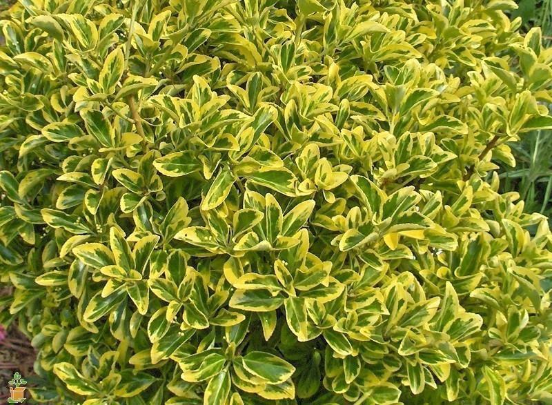 Euonymus Kiautschovicus 'manhattan' - View 15 from www redcrocus com