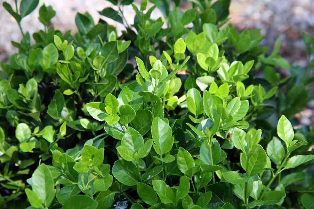 Euonymus Kiautschovicus 'manhattan' - View 17 from www redcrocus com
