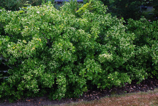 Euonymus Kiautschovicus 'manhattan' - View 1 from www redcrocus com