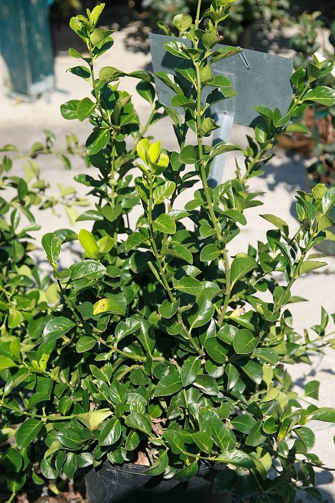Euonymus Kiautschovicus 'manhattan' - View 5 from www redcrocus com