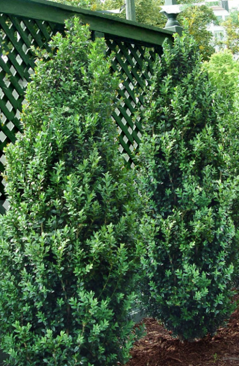 Buxus Sempervirens Fastigiata - View 12 from www redcrocus com