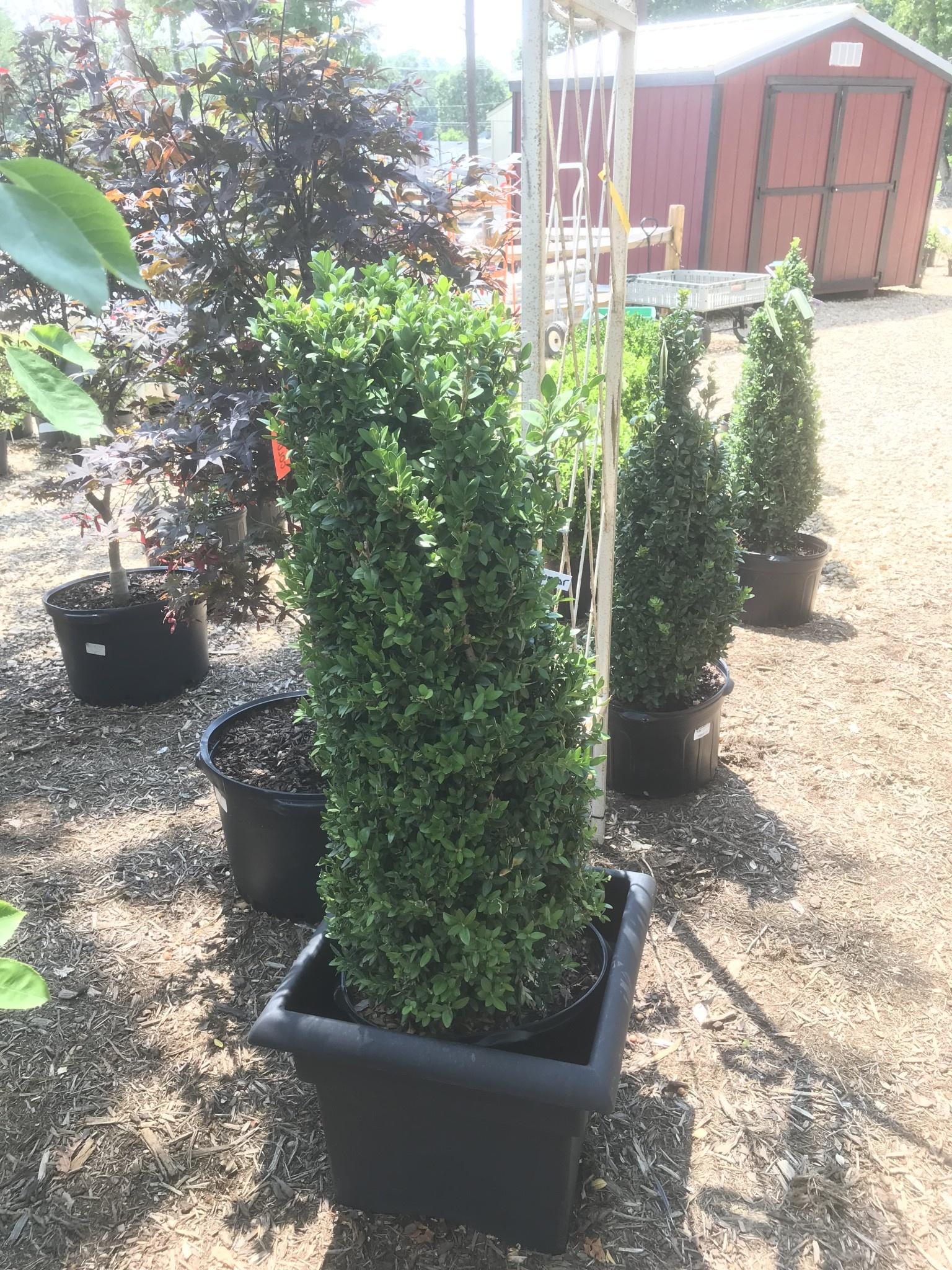 Buxus Sempervirens Fastigiata - View 12 from www redcrocus com