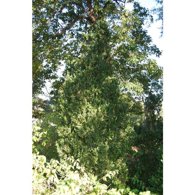 Buxus Sempervirens Fastigiata - View 14 from www redcrocus com