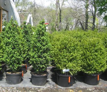 Buxus Sempervirens Fastigiata - View 17 from www redcrocus com