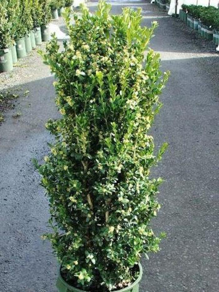 Buxus Sempervirens Fastigiata - View 7 from www redcrocus com