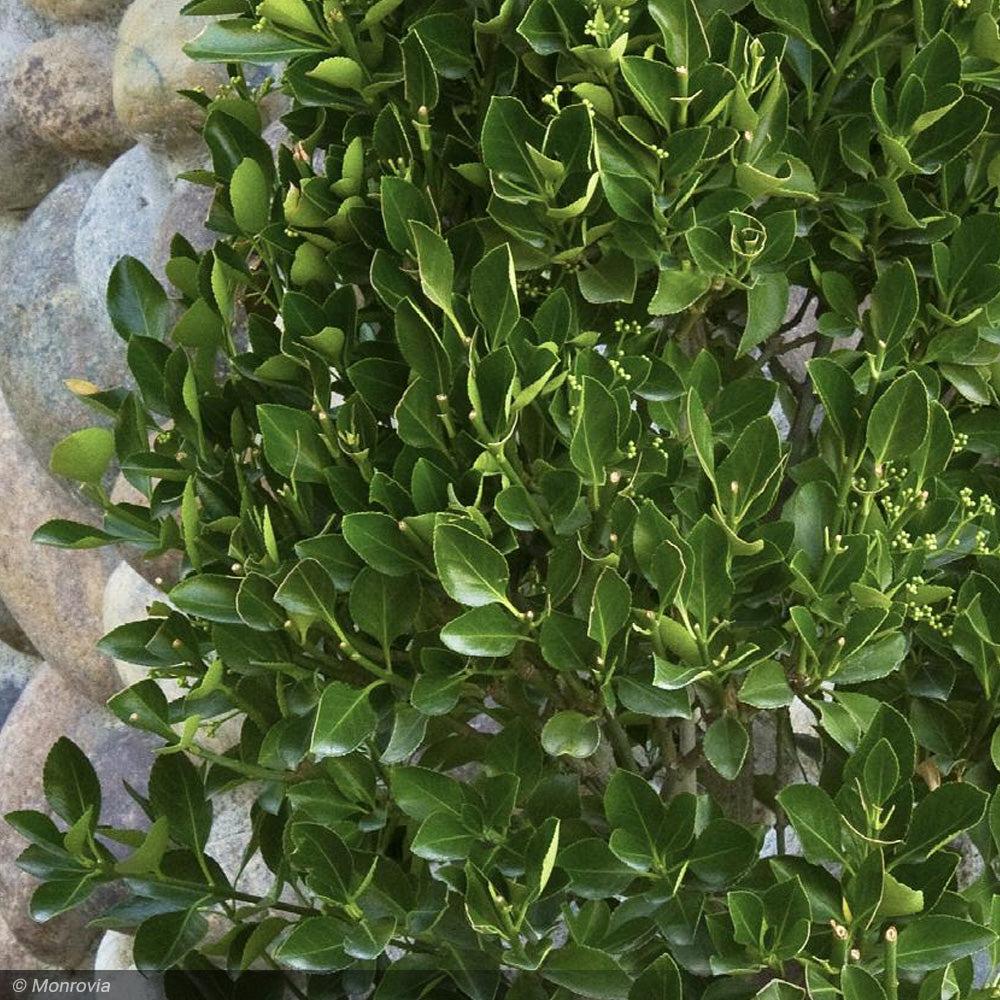 Euonymus Kiautschovicus 'manhattan' Espalier - View 10 from www redcrocus com