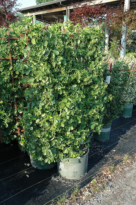 Euonymus Kiautschovicus 'manhattan' Espalier - View 12 from www redcrocus com