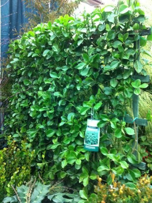 Euonymus Kiautschovicus 'manhattan' Espalier - View 13 from www redcrocus com