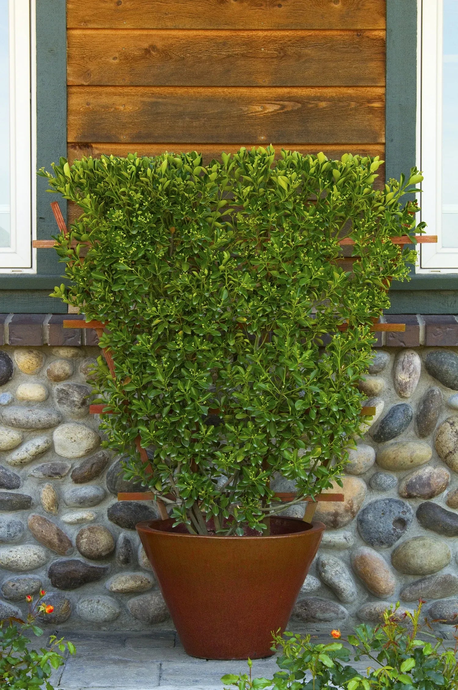 Euonymus Kiautschovicus 'manhattan' Espalier - View 14 from www redcrocus com