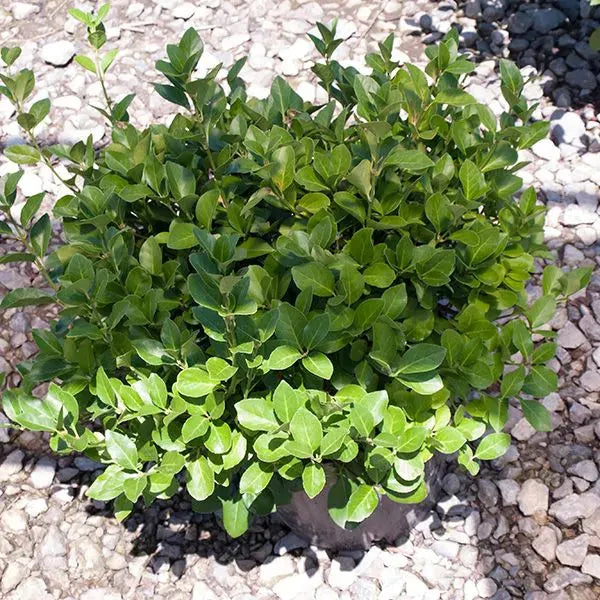 Euonymus Kiautschovicus 'manhattan' Espalier - View 15 from www redcrocus com