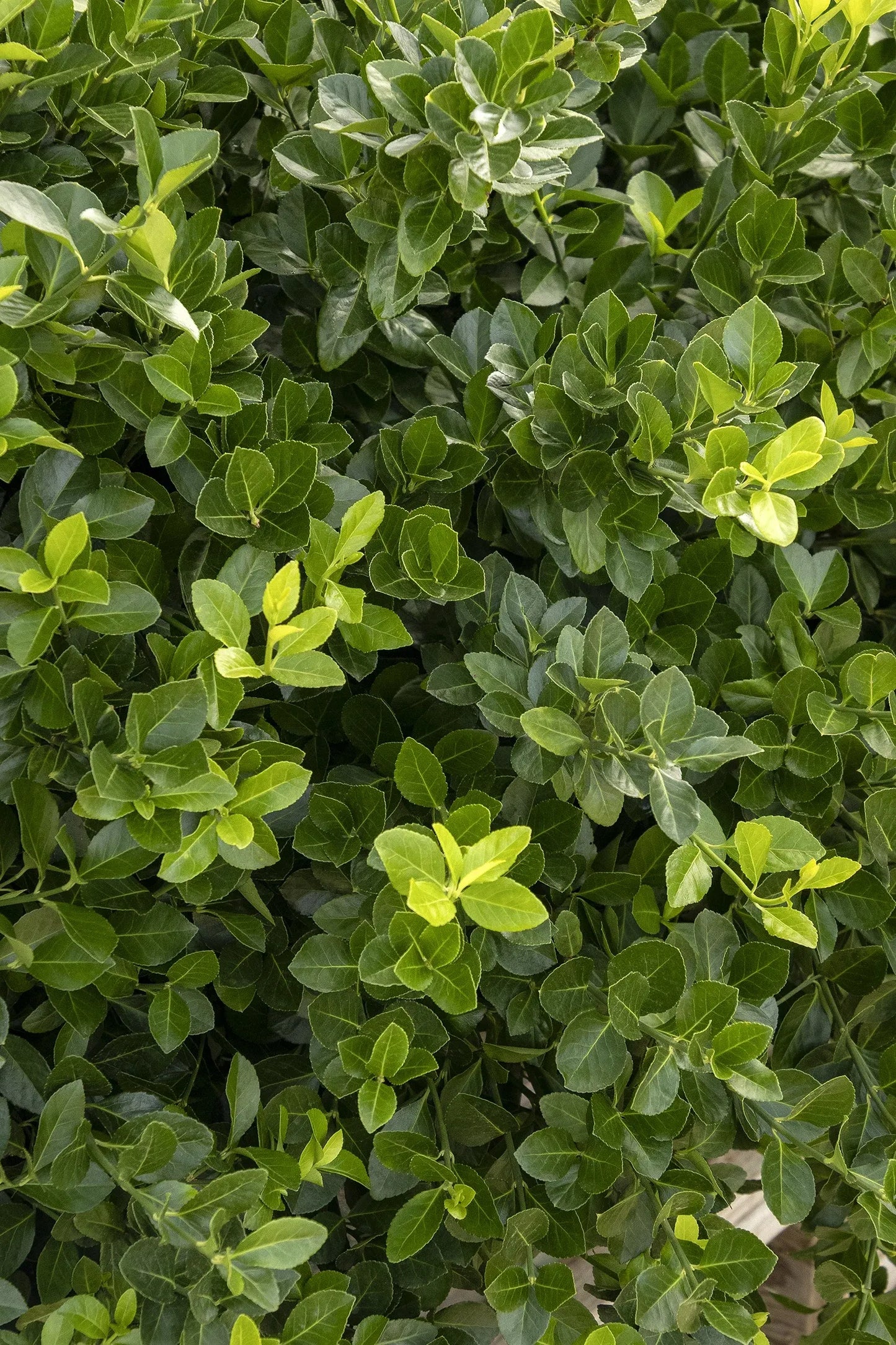 Euonymus Kiautschovicus 'manhattan' Espalier - View 16 from www redcrocus com
