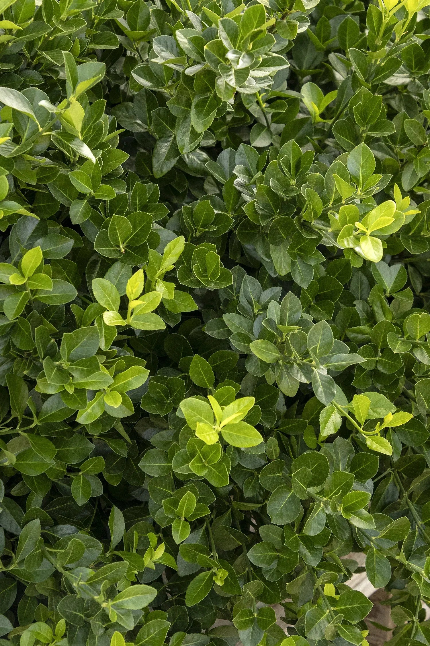 Euonymus Kiautschovicus 'manhattan' Espalier - View 16 from www redcrocus com