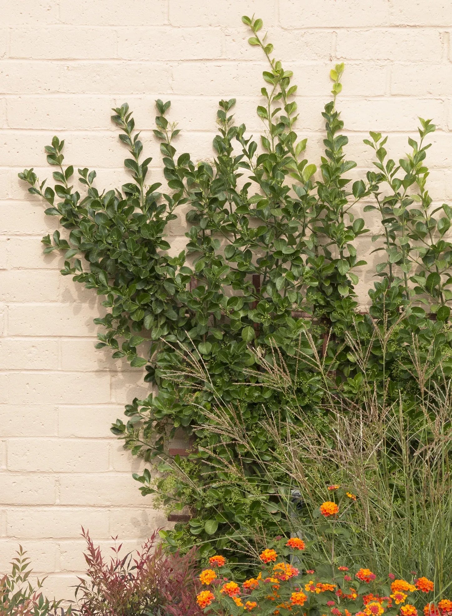 Euonymus Kiautschovicus 'manhattan' Espalier - View 17 from www redcrocus com