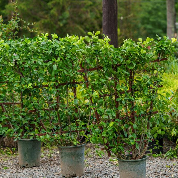 Euonymus Kiautschovicus 'manhattan' Espalier - View 18 from www redcrocus com
