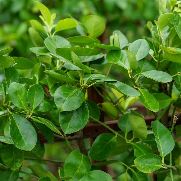 Euonymus Kiautschovicus 'manhattan' Espalier - View 19 from www redcrocus com