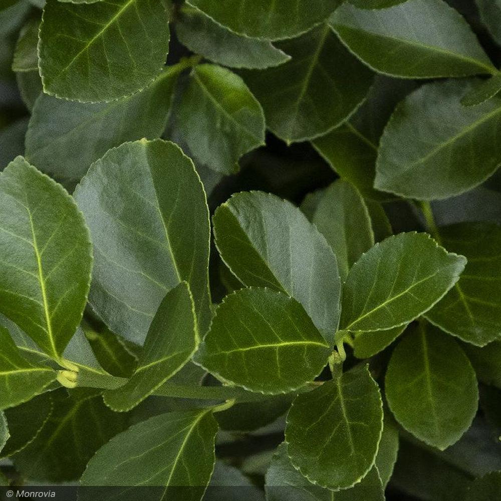 Euonymus Kiautschovicus 'manhattan' Espalier - View 20 from www redcrocus com