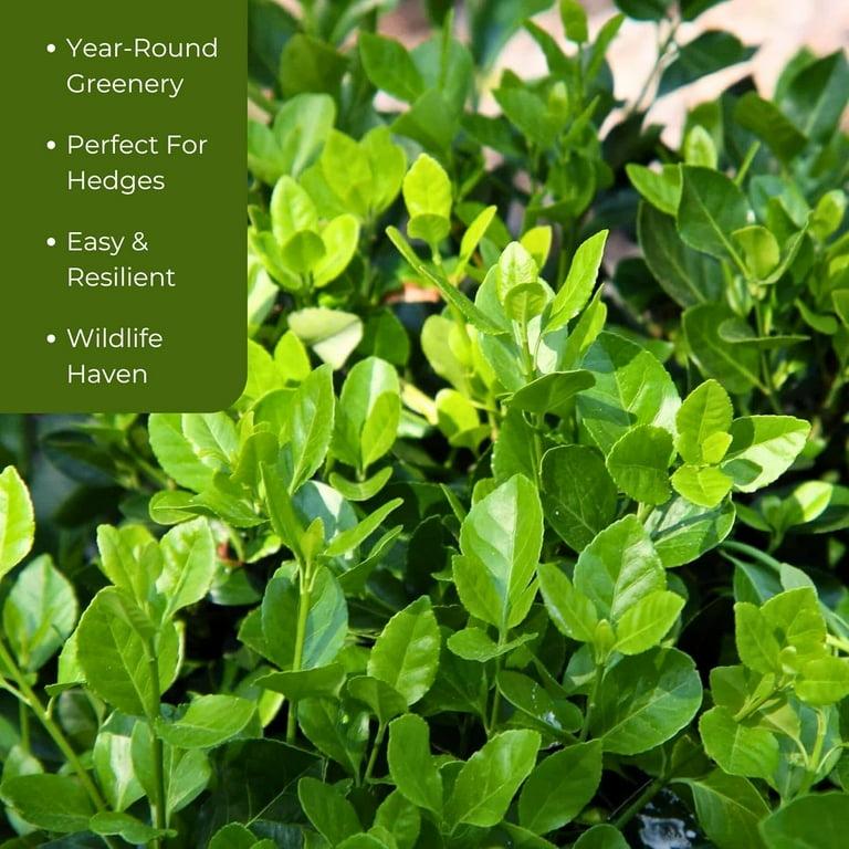 Euonymus Kiautschovicus 'manhattan' Espalier - View 24 from www redcrocus com