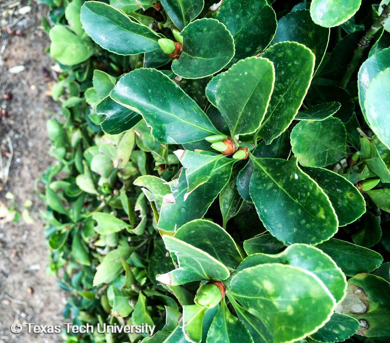 Euonymus Kiautschovicus 'manhattan' Espalier - View 27 from www redcrocus com