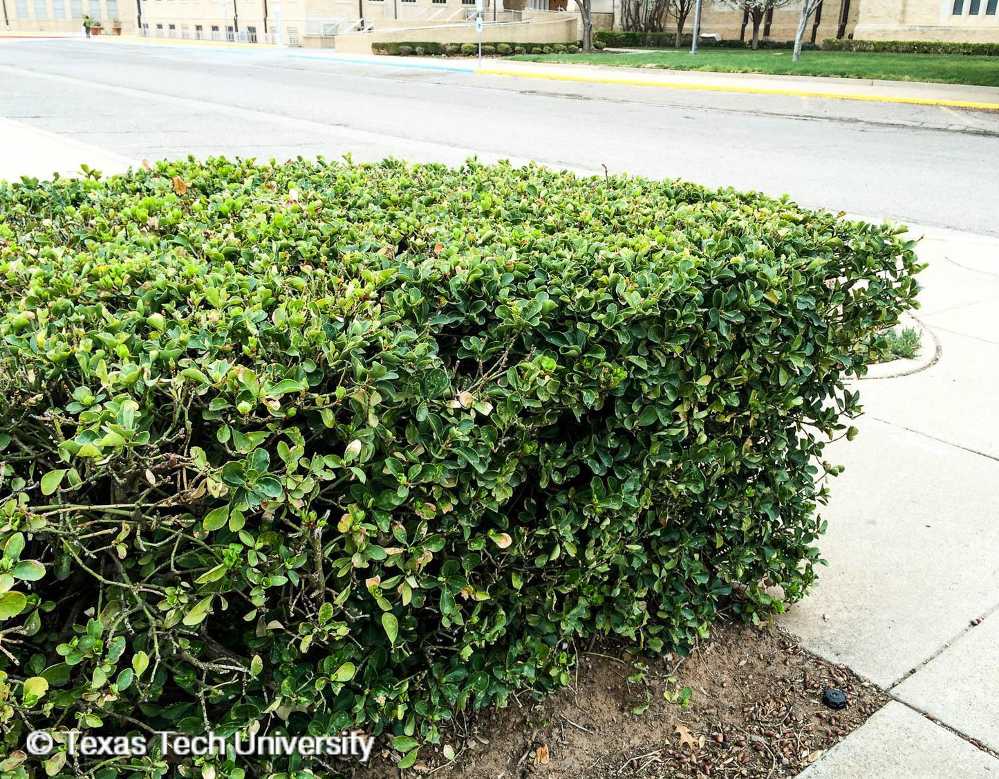 Euonymus Kiautschovicus 'manhattan' Espalier - View 28 from www redcrocus com