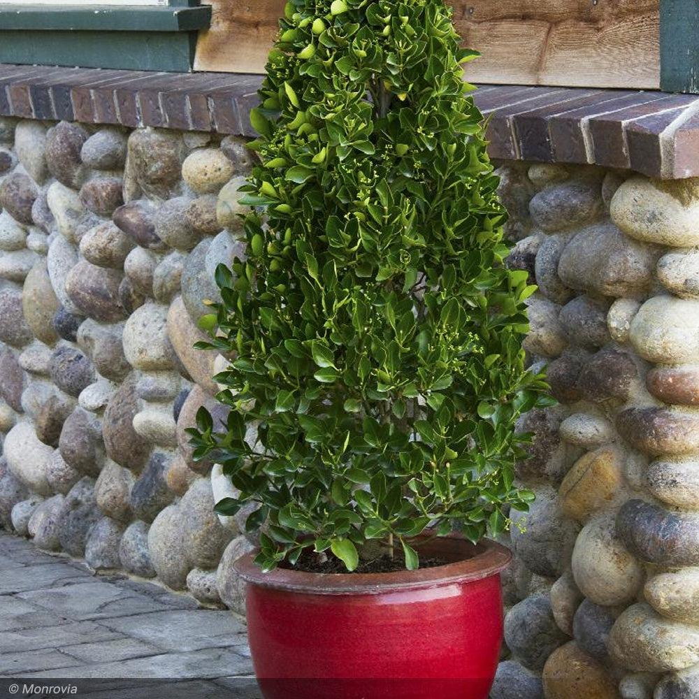 Euonymus Kiautschovicus 'manhattan' Espalier - View 29 from www redcrocus com