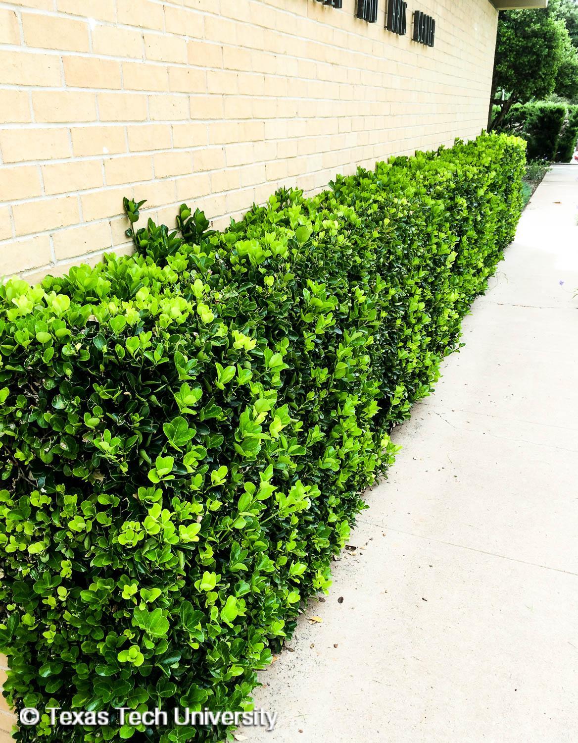 Euonymus Kiautschovicus 'manhattan' Espalier - View 2 from www redcrocus com