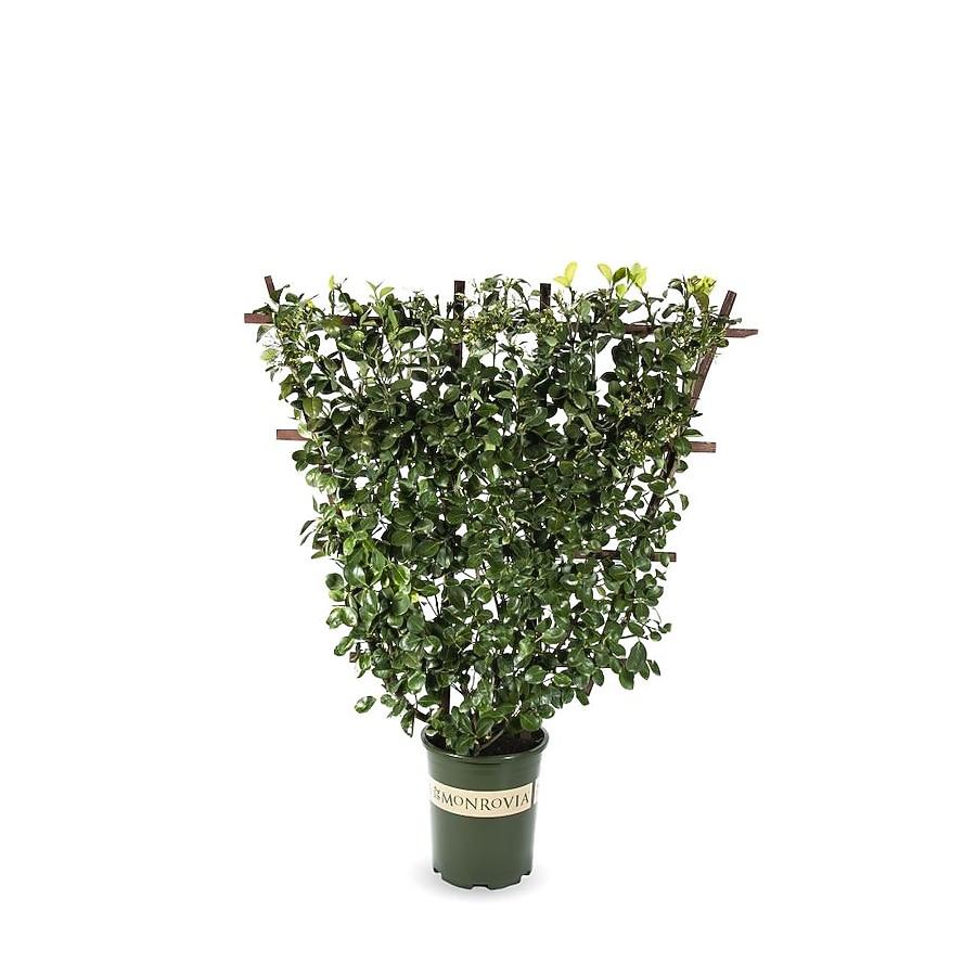 Euonymus Kiautschovicus 'manhattan' Espalier - View 31 from www redcrocus com