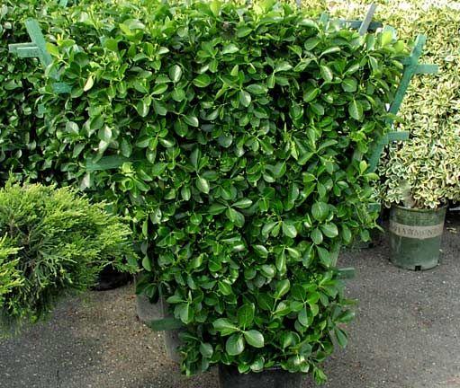 Euonymus Kiautschovicus 'manhattan' Espalier - View 4 from www redcrocus com