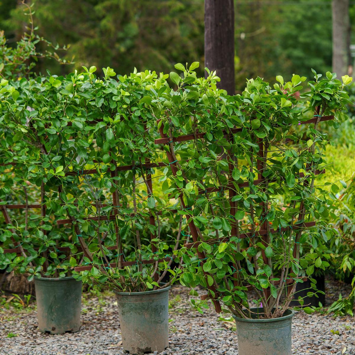 Euonymus Kiautschovicus 'manhattan' Espalier - View 5 from www redcrocus com
