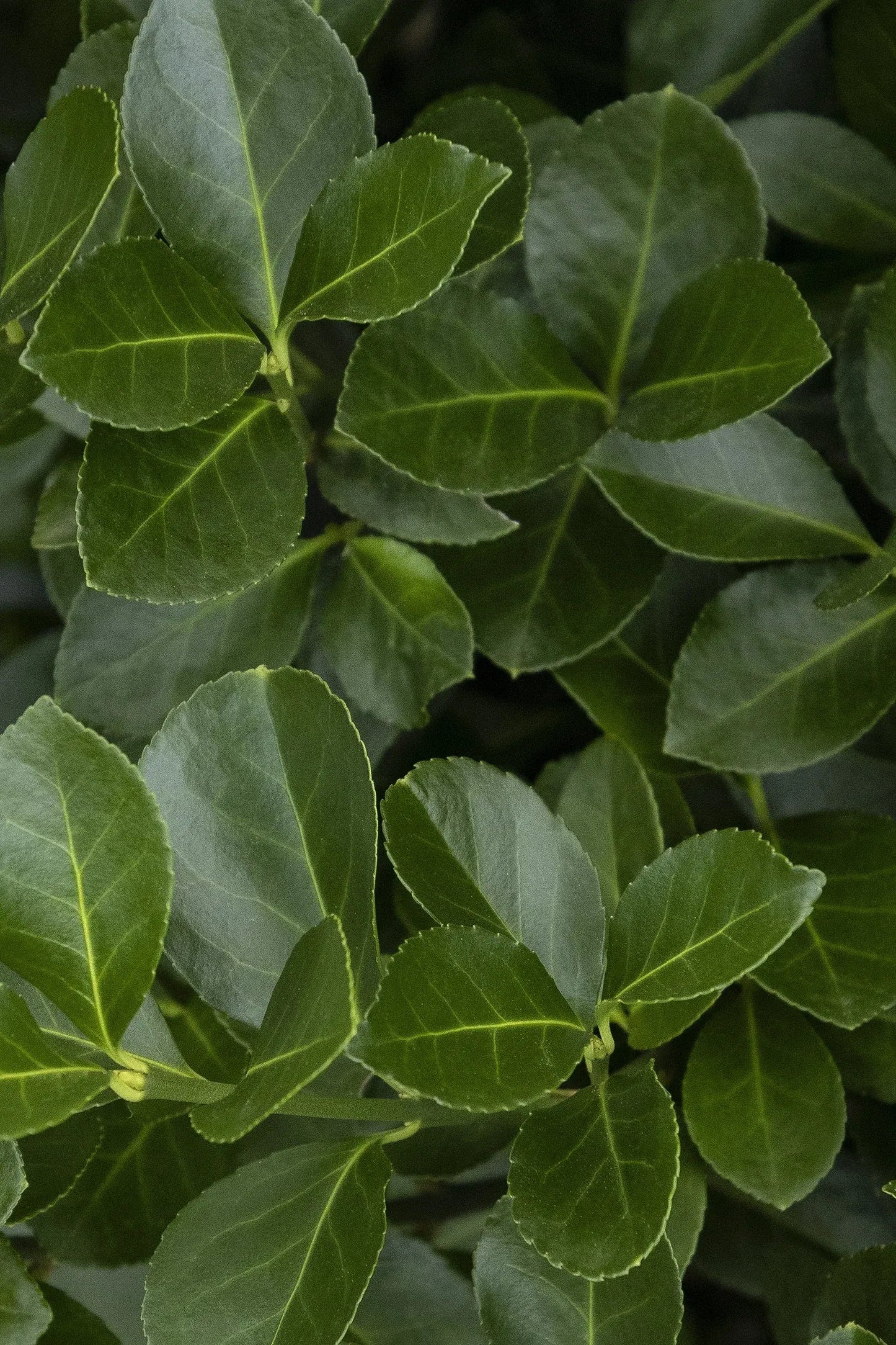 Euonymus Kiautschovicus 'manhattan' Espalier - View 6 from www redcrocus com
