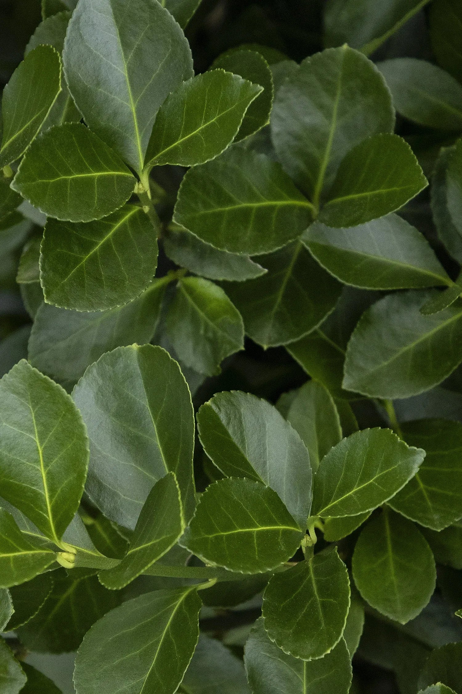 Euonymus Kiautschovicus 'manhattan' Espalier - View 6 from www redcrocus com