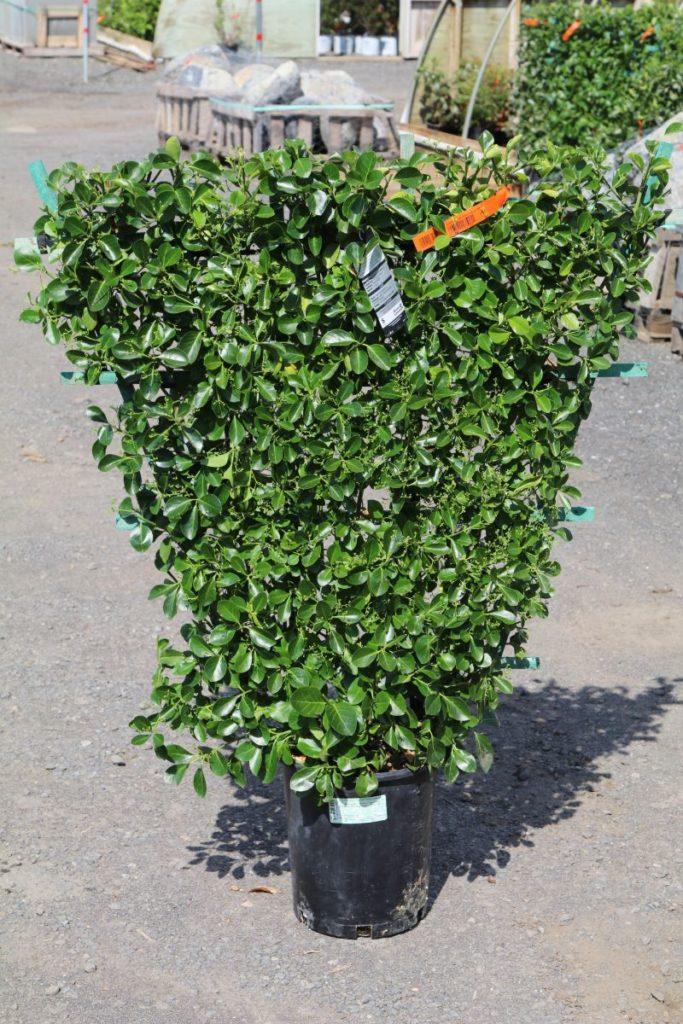 Euonymus Kiautschovicus 'manhattan' Espalier - View 8 from www redcrocus com
