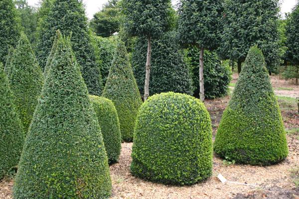 Buxus Sempervirens Cone - View 10 from www redcrocus com