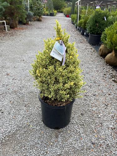 Buxus Sempervirens Cone - View 11 from www redcrocus com