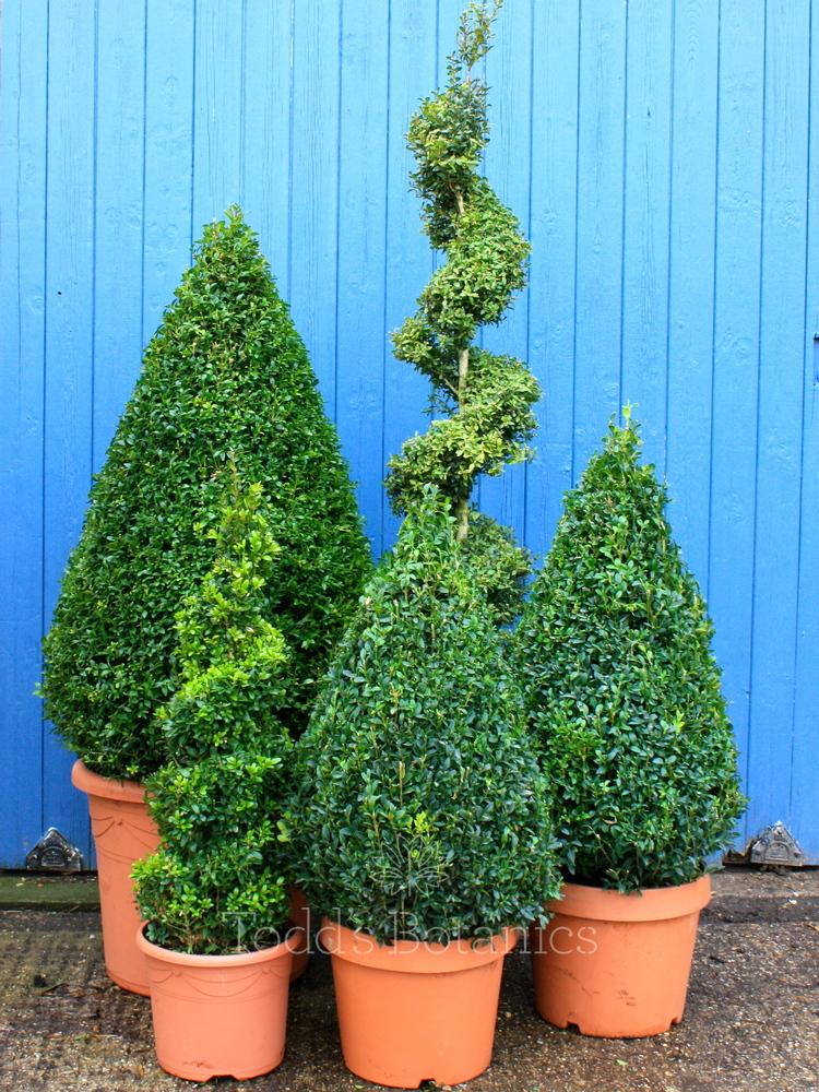 Buxus Sempervirens Cone - View 12 from www redcrocus com