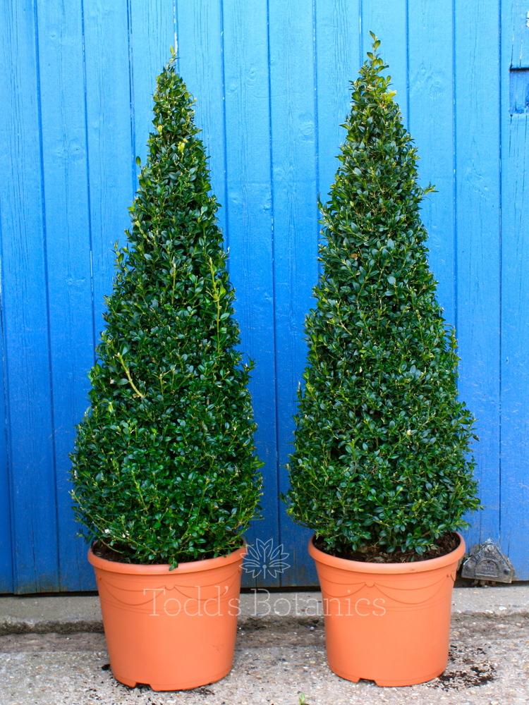 Buxus Sempervirens Cone - View 13 from www redcrocus com