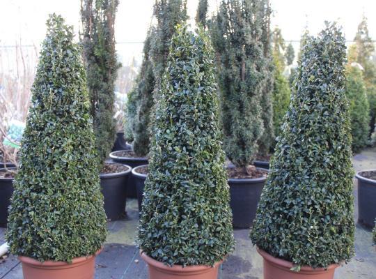 Buxus Sempervirens Cone - View 15 from www redcrocus com