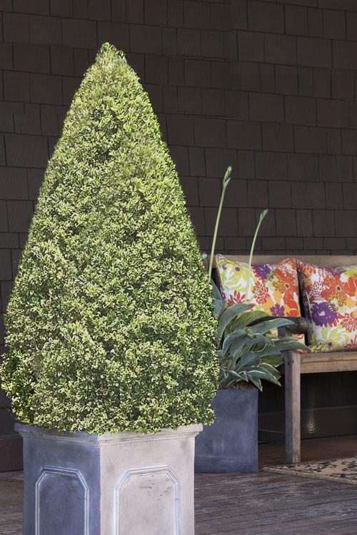 Buxus Sempervirens Cone - View 18 from www redcrocus com
