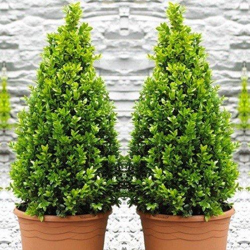 Buxus Sempervirens Cone - View 1 from www redcrocus com