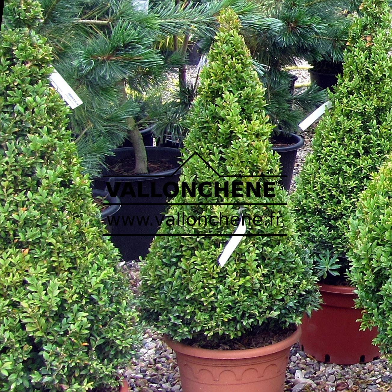 Buxus Sempervirens Cone - View 2 from www redcrocus com
