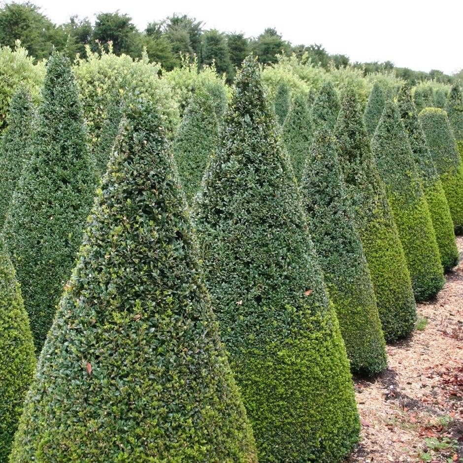 Buxus Sempervirens Cone - View 3 from www redcrocus com