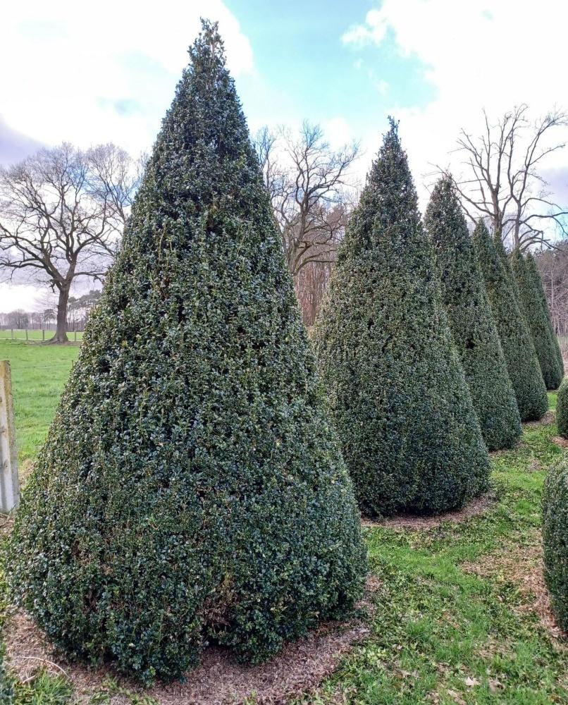 Buxus Sempervirens Cone - View 4 from www redcrocus com