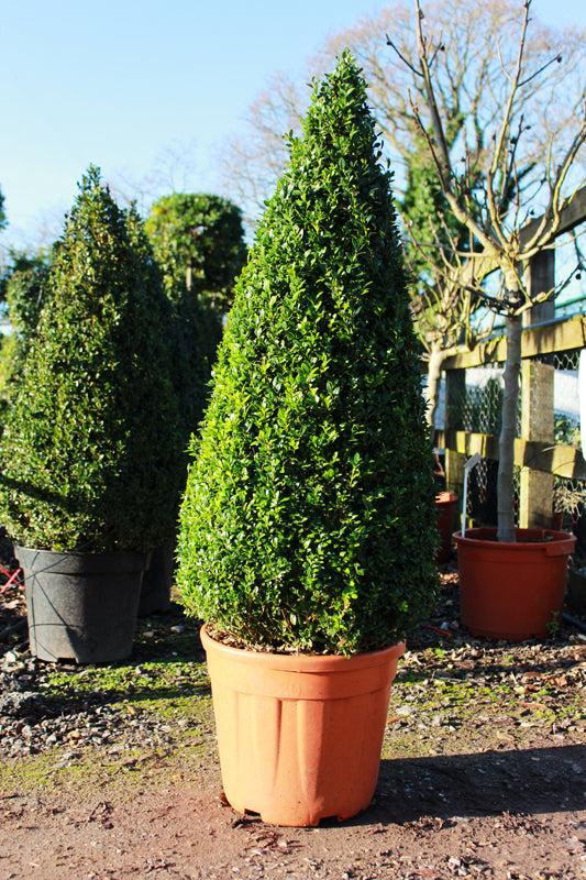 Buxus Sempervirens Cone - View 6 from www redcrocus com