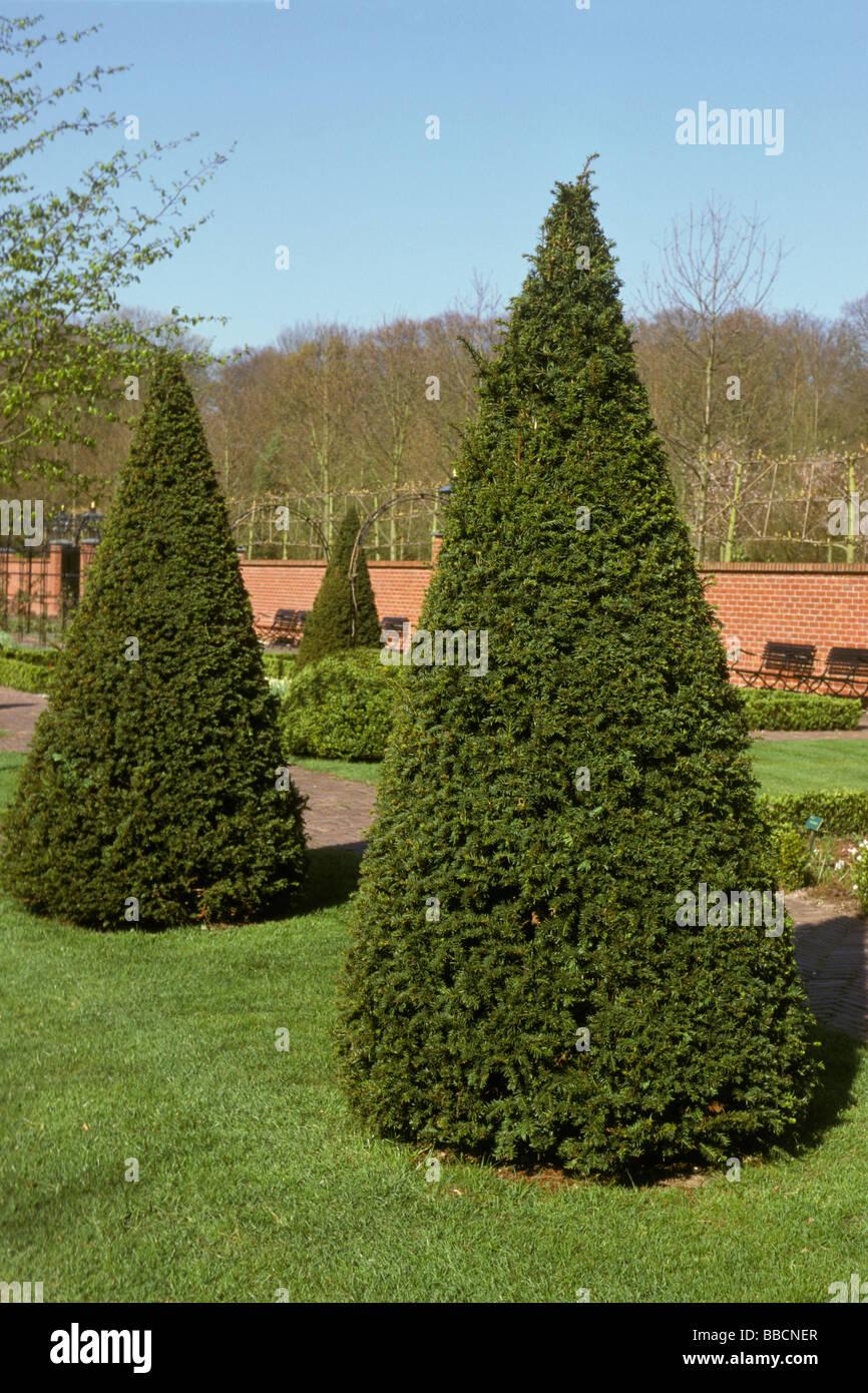Buxus Sempervirens Cone - View 7 from www redcrocus com