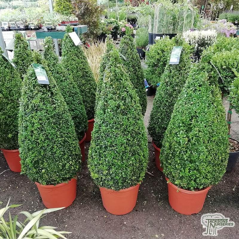 Buxus Sempervirens Cone - View 8 from www redcrocus com
