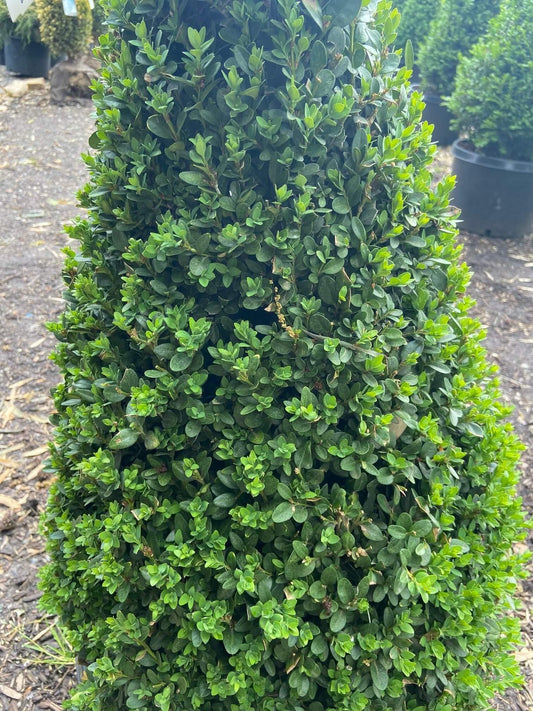 Buxus Microphylla Green Mountain Cone - View 1 from www redcrocus com